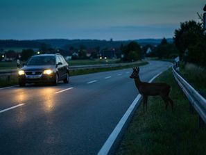 Wildunfall: Richtig reagieren und Schaden regulieren